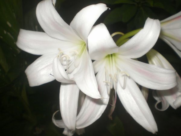 Crinum