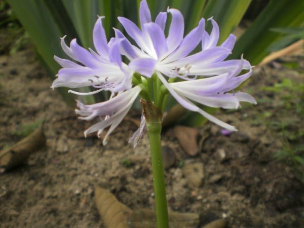 GRIFFINIA LIBONIANA