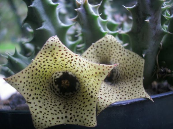 Muda de Huernia Namaquensi